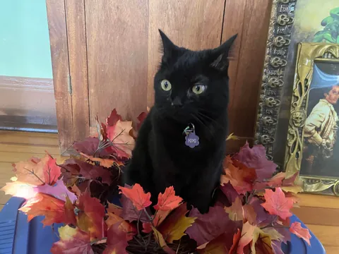 It’s always Halloween as long as you’ve got a void!