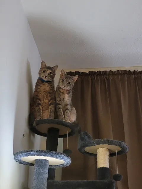 My silently judgemental cats