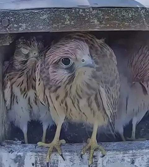 A group of young Kestrels seeing a butterfly for the first time