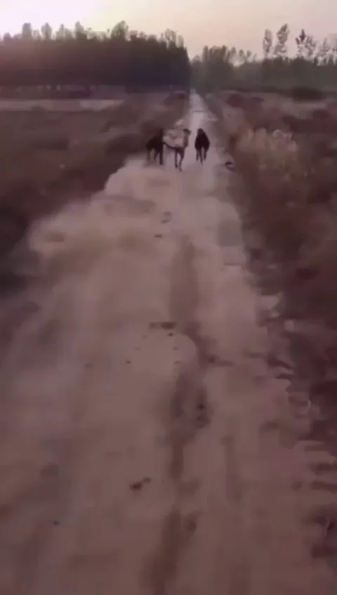 the dog was like, "i challenge you"