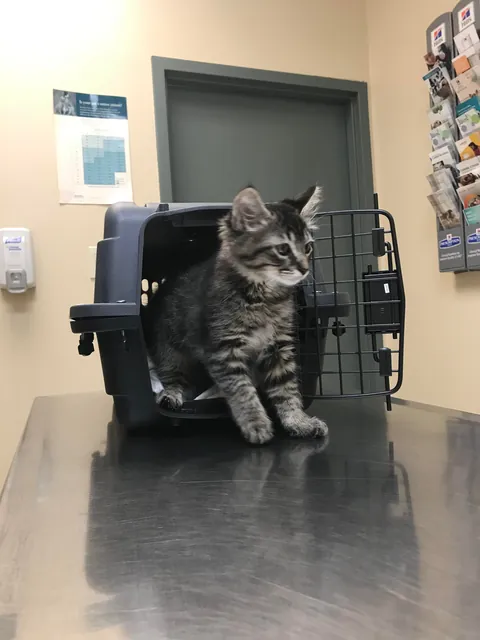 Today my boy passed away due to cancer.