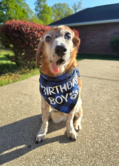 Somebody is a very happy, drooly birthday boy today...Happy 14th Birthday, Oogie!!!