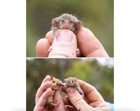 🔥 Rare pygmy possums just got rediscovered after fears that bushfires wiped them out