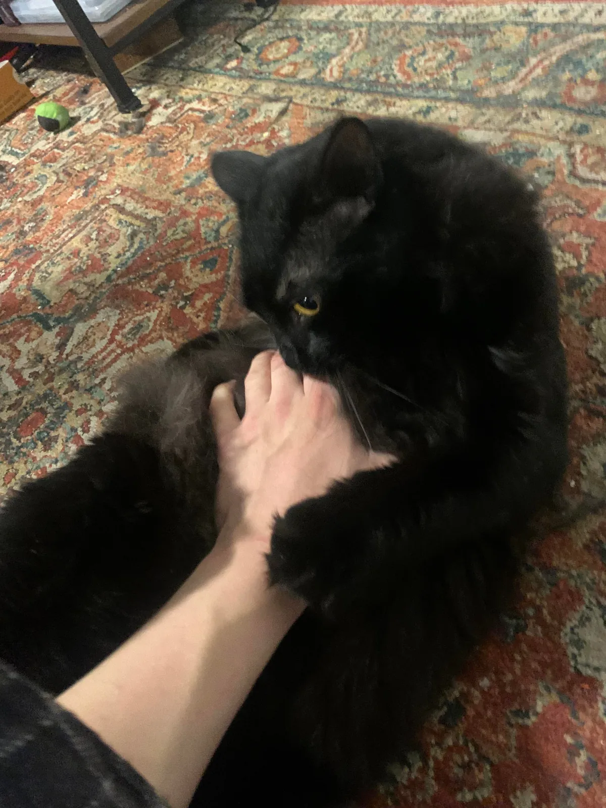 My indoor cat (Ghost) disappeared last night