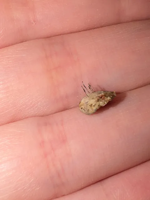 This fell off a week after my suspected scalp cancer removal… looks alive.