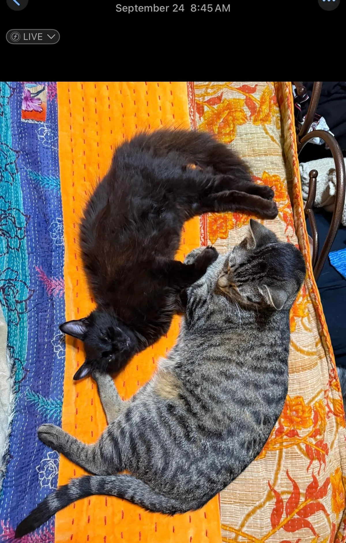 My cat is …. Changing colors? This