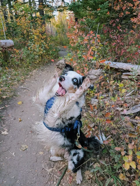 Here are some pictures I took of Milo today! We had a lovely autumn hike.