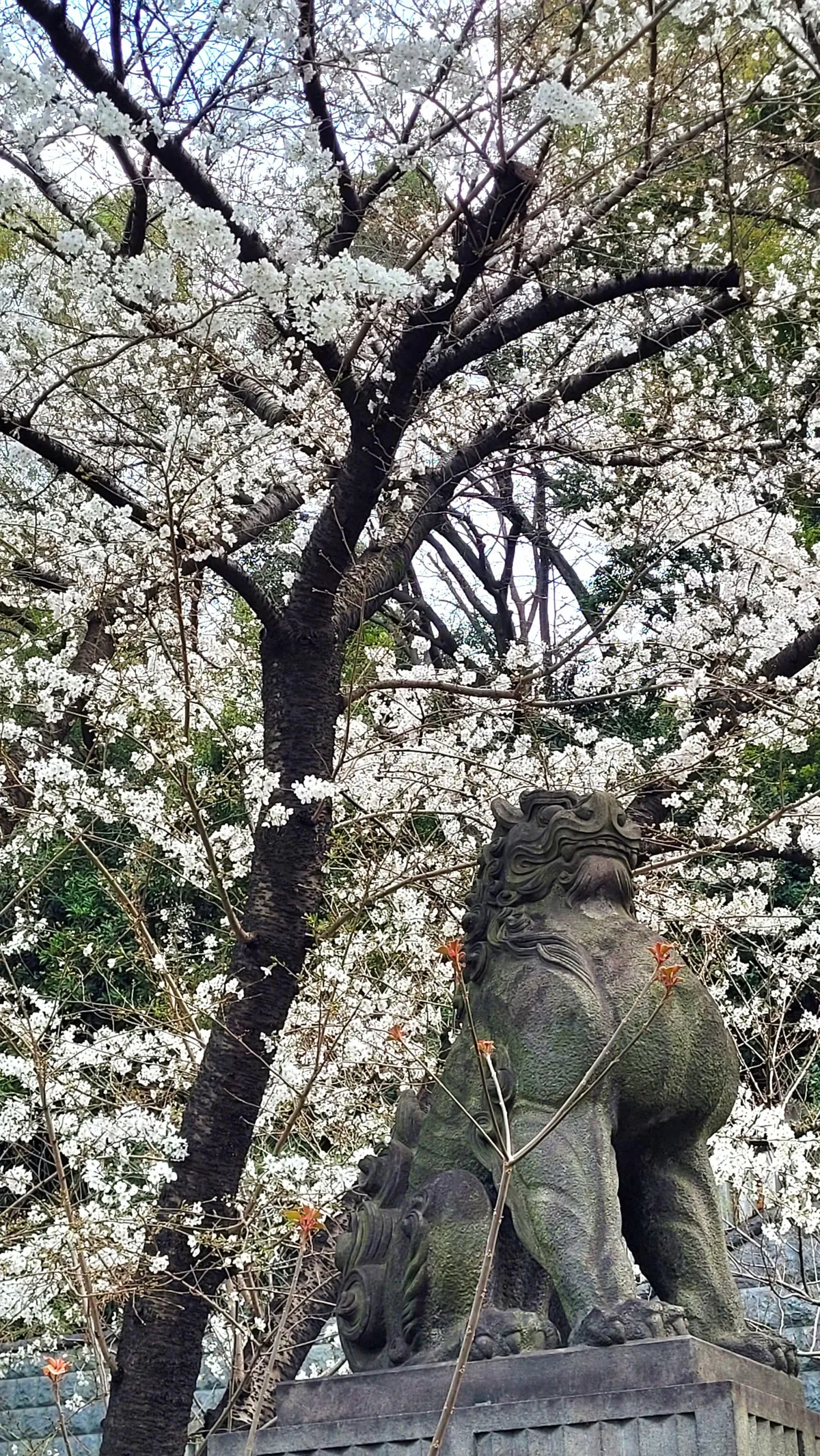 Tokyo under cherry blossoms, Mar/Apr 2025