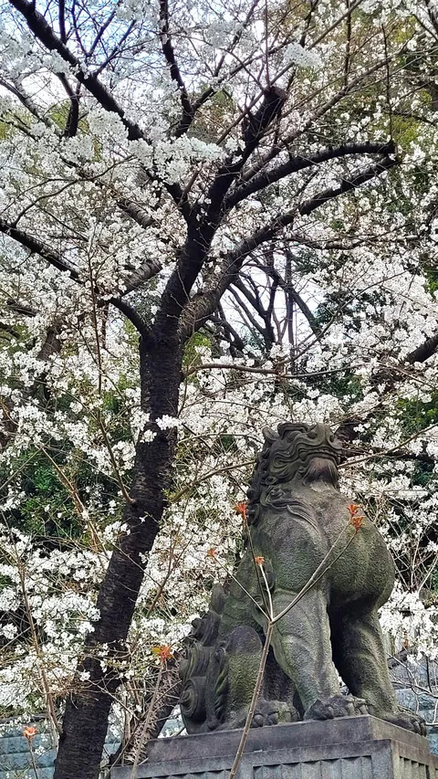 Tokyo under cherry blossoms, Mar/Apr 2025