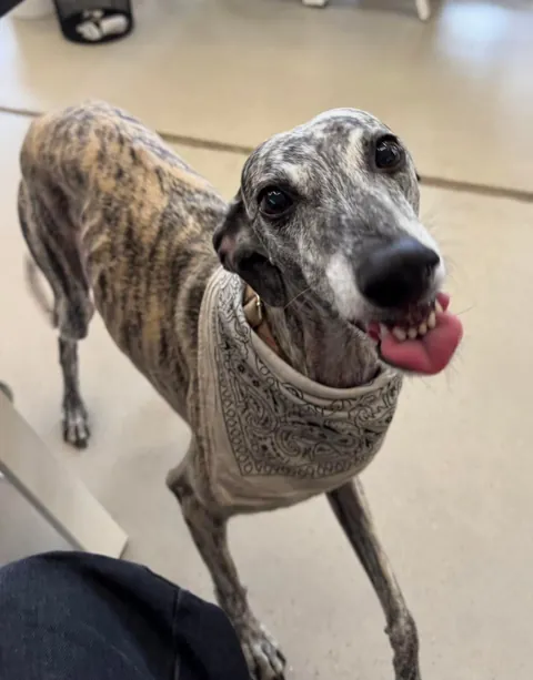 My office has an open dog policy