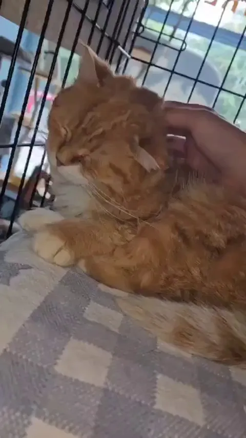 Coline (5) from our shelter is starting to love getting petted. It’s a big win for that girl who was found in a colony of feral cats.