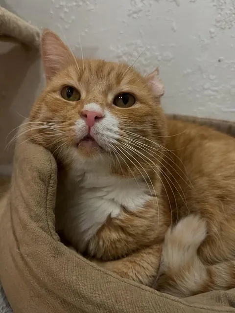 Just woke up but emotionally still in my 12th nap 😌