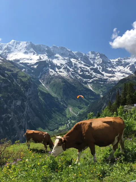 If you were paragliding in the Lauterbrunnen Valley today I may have snapped your picture!