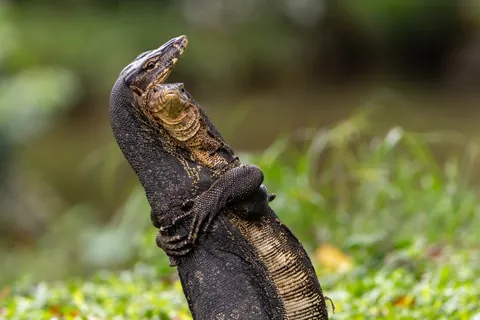 🔥 19 images from the Comedy Wildlife People's Choice Awards