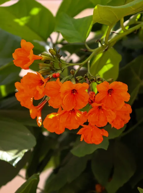 My guesthouse on Gorèe Island, Senegal 🇸🇳