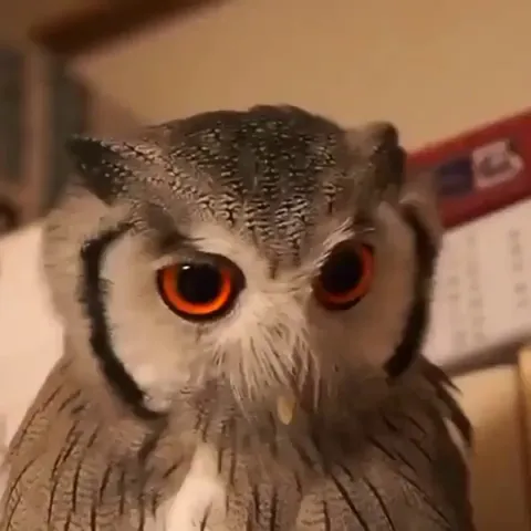 The way this owls face changes