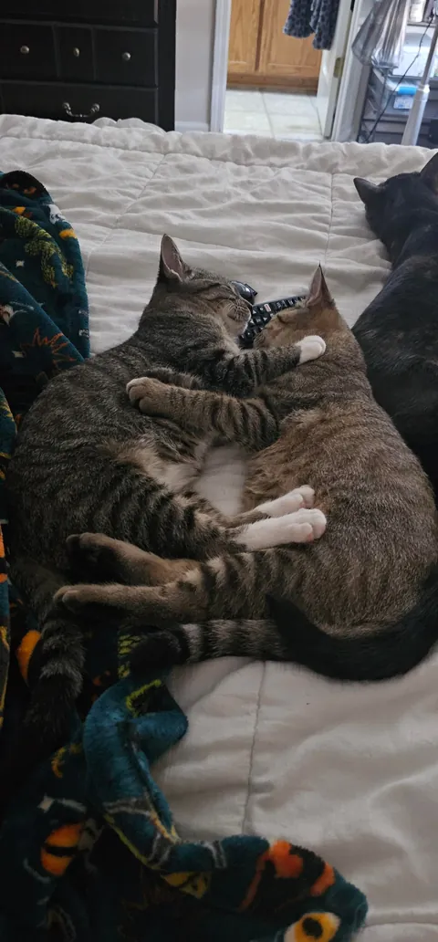 Brothers. When you plan on adopting 1 but you come home with 2. Oops...