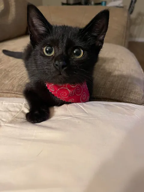 Found this tiny void on the side of the road, 4 flea baths and 1 tiny bandana later, here he is. Meet Arlo!