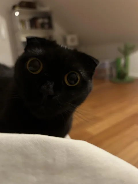 Share your void's "worried about you" faces