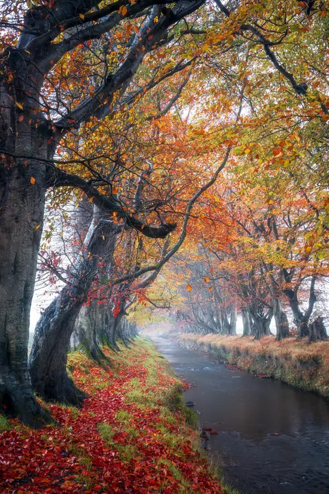 A beautiful autumnal scene in Northern Ireland [OC][1707 x 2560]