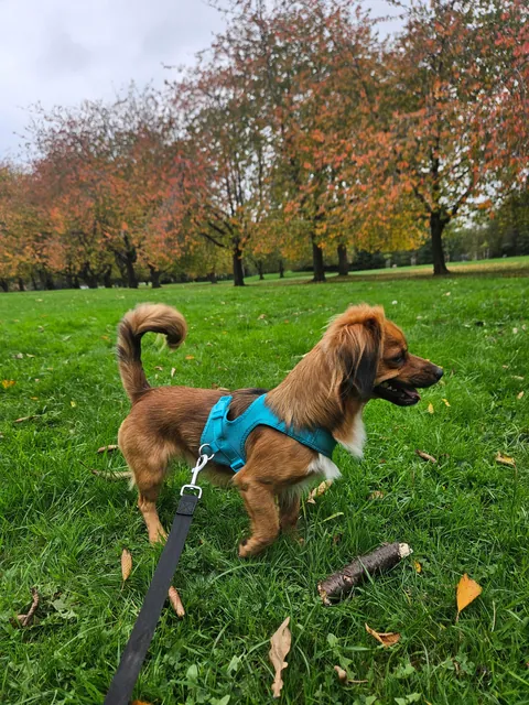 Kevin spent over an hour chasing leaves falling off the trees today.