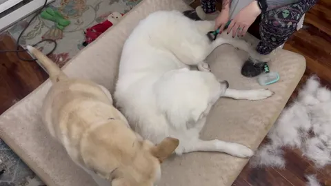 Everyone enjoys brushies...everyone.