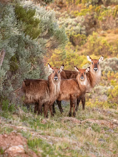 Out of all my experiences, climbing Mount Kenya was one of the most astonishing ones. 
