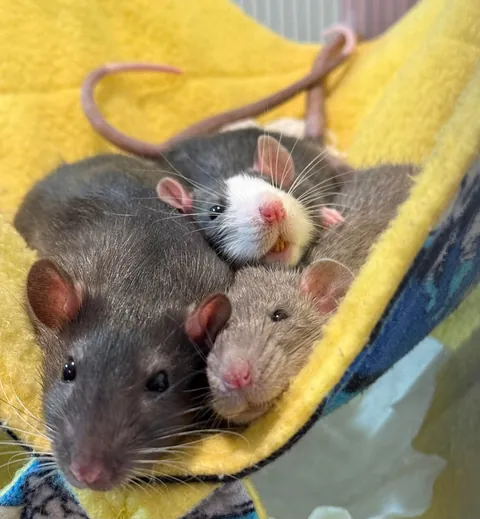 I love his little blaze