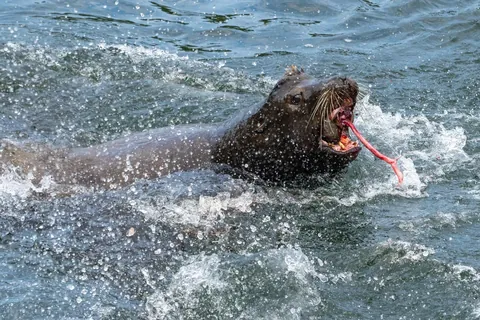 I watched a sea lion shred salmon today