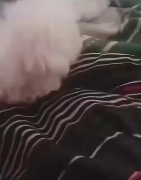 Adopted Kitty is a bit confused about its software amongst Canine siblings.