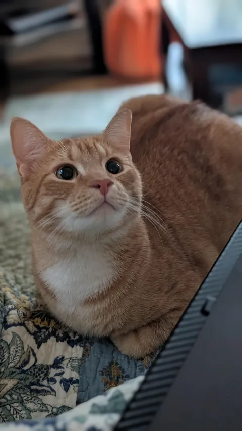 Sitting next to me begging like he's never been fed in his life 🧡