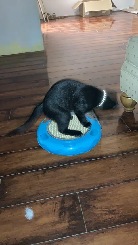 I lost my sweet void this morning unexpectedly at only five years old. He was with me through everything. Could someone show me some other voids who crossed over so I know he’s not alone?