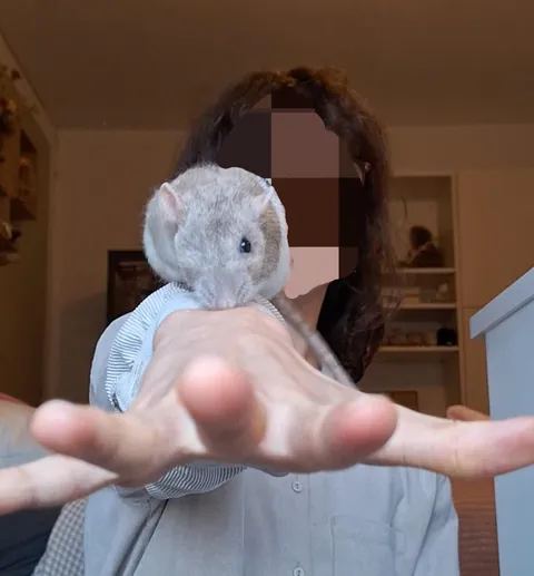 I present to you my piRATe