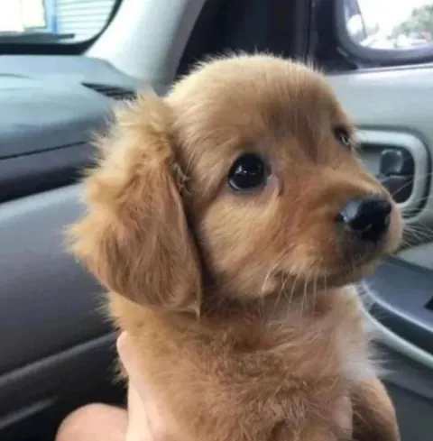 Cutest Lil Pup on internet!