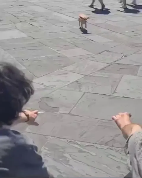 This dog fetches money for his street performer owner performing at the streets of New Orleans.