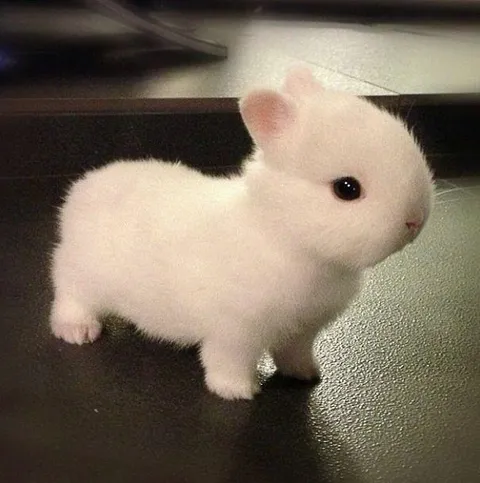 PsBattle: This Dwarf Rabbit