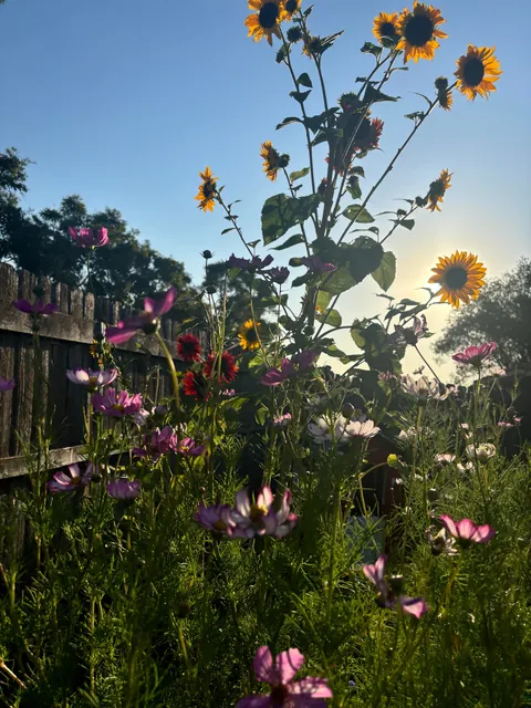 It’s bittersweet knowing I’m going to leave my first garden behind after I move in a month.. here’s some photos of my flowers.