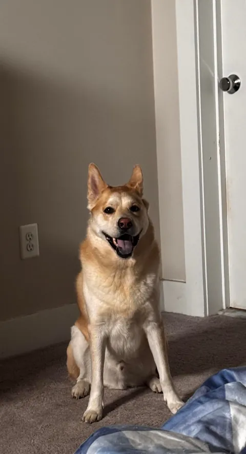 Biscuit turns 5 today! happy birthday to the goodest boi ever!!