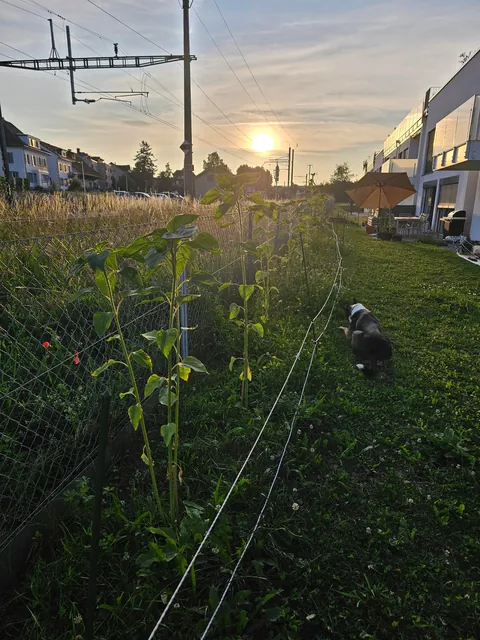 Our landlord said I could do whatever I want with the yard.