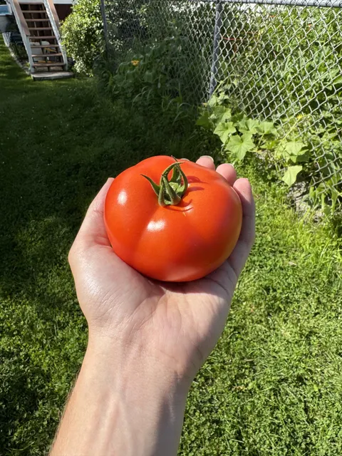 How would you rate my tomato?
