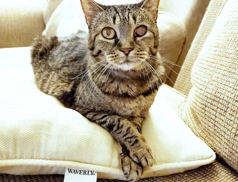 Last night I had to say goodbye to my 23 year old baby, Nutmeg