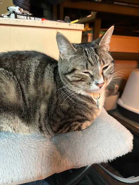 How do I explain that declawing is inhumane to my family