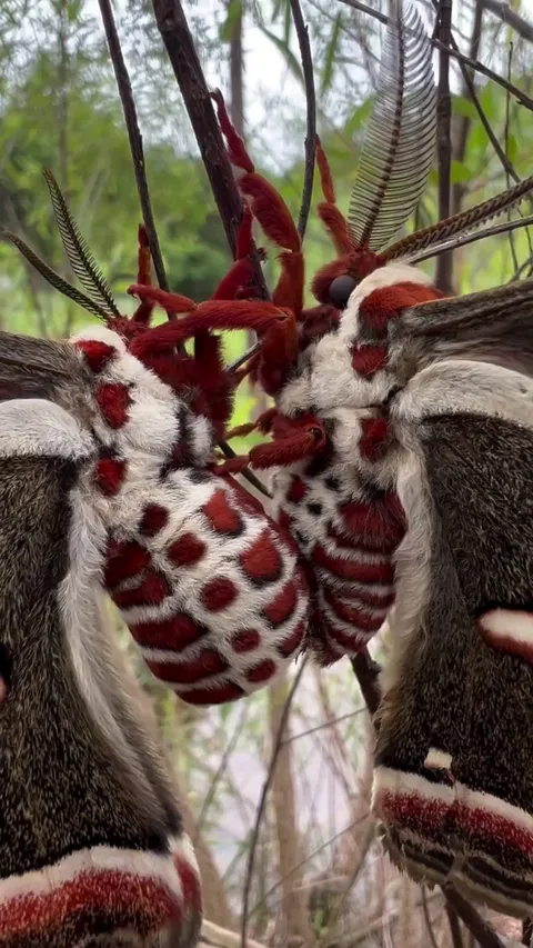 🔥 The massive Hyalophora cecropia, the largest moths found in North America. And yes, they're dancing the mattress mambo 🔥