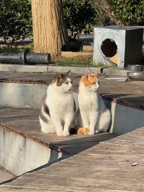Some Istanbul cats I wanted to share