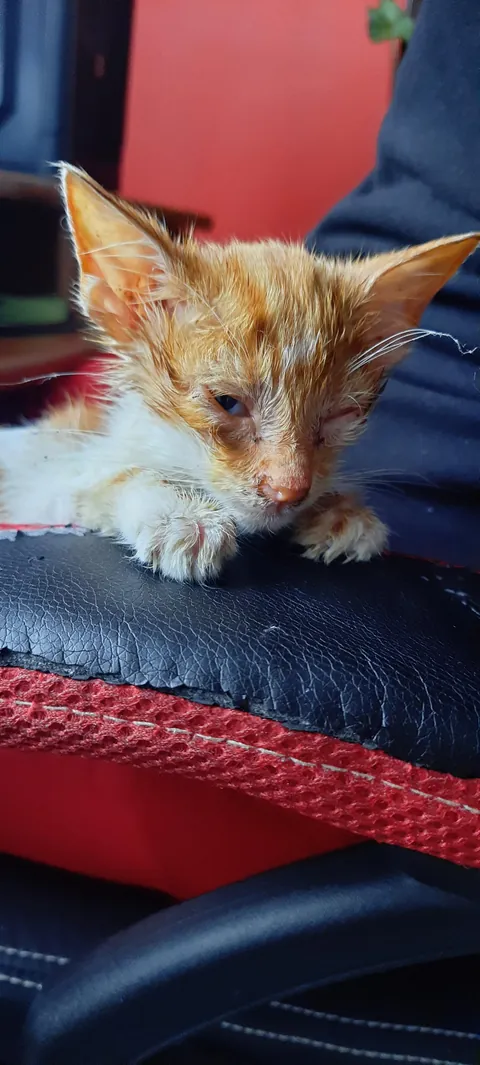 I found this little, dying fellow on the street. I’d never had a cat before, but I couldn’t just leave him there. So I took him with me — first home, then to the vet. And… it’s been almost two years since I got myself a loving, four-legged friend.