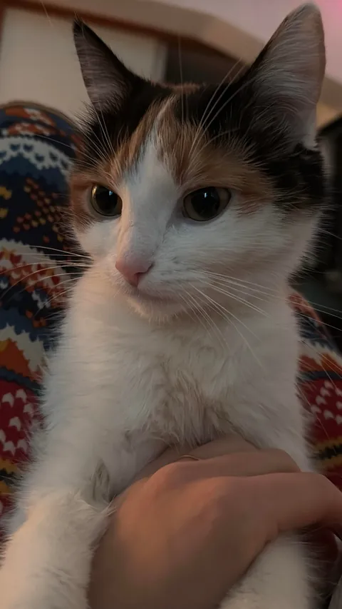 My cats name is Dusya, and she’s beautiful 😻