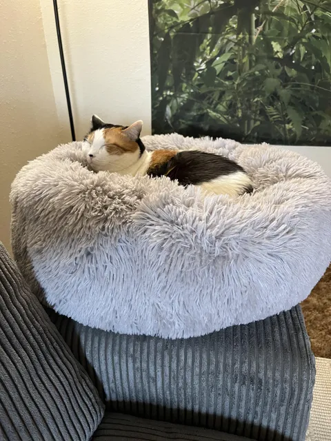 Finally using the cat bed I bought for her almost 2 YEARS AGO!