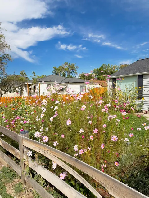 First time planting Cosmos