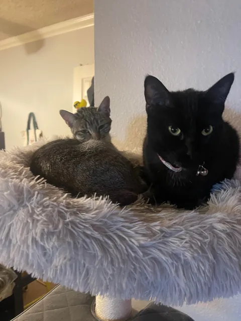 My gf of 7 years passed away and all I got were these lousy cats