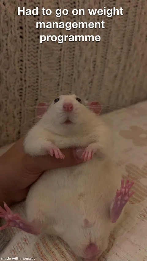 This week in RAT CRIMES 🚨